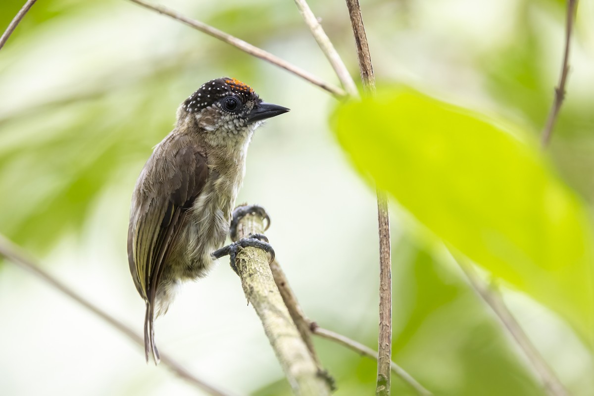 Olivaceous Piculet - ML620933841
