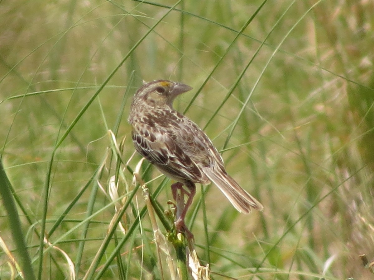 Grasshopper Sparrow - ML620933893