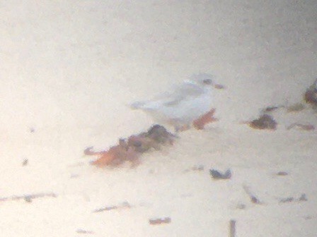 Piping Plover - ML620933924