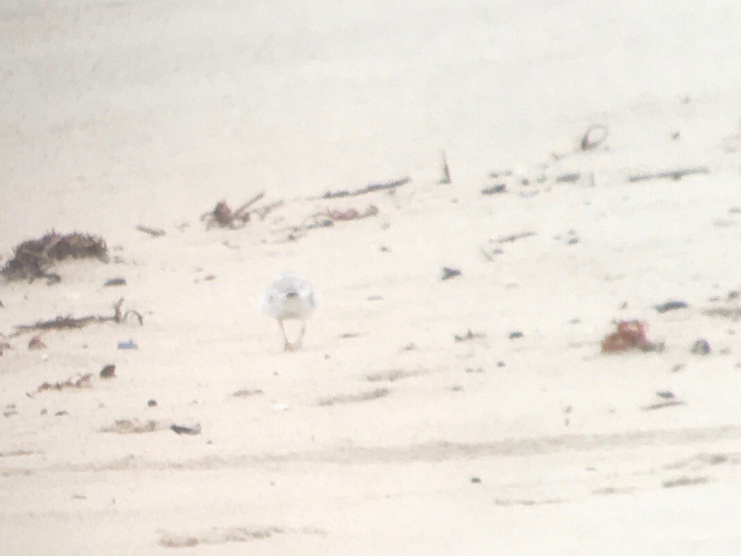 Piping Plover - ML620933925