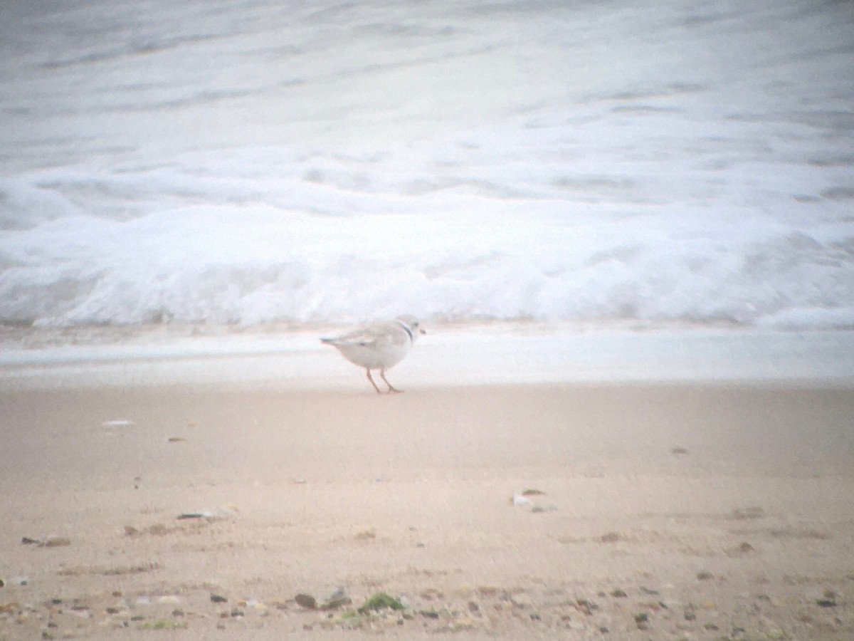 Piping Plover - ML620933926