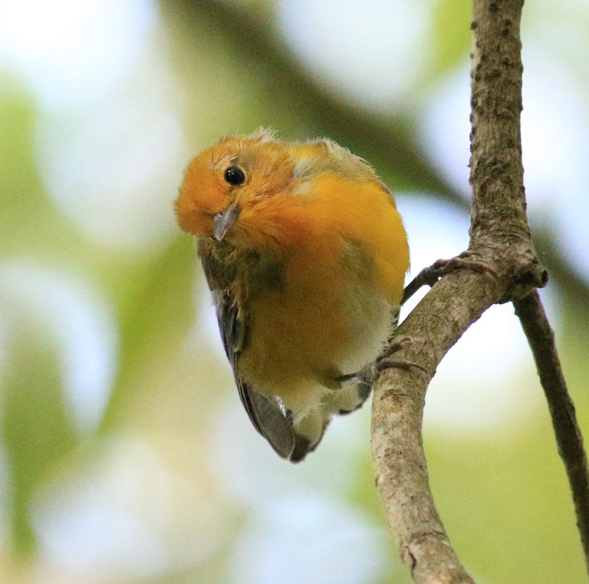 Prothonotary Warbler - Scott McConnell