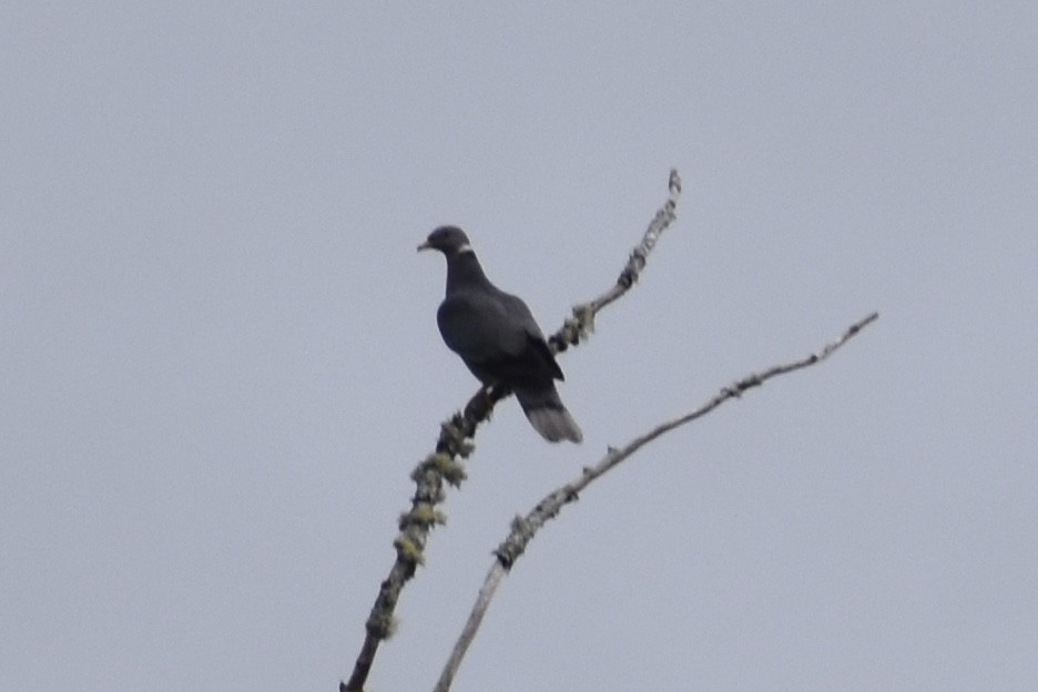 Band-tailed Pigeon - ML620933987