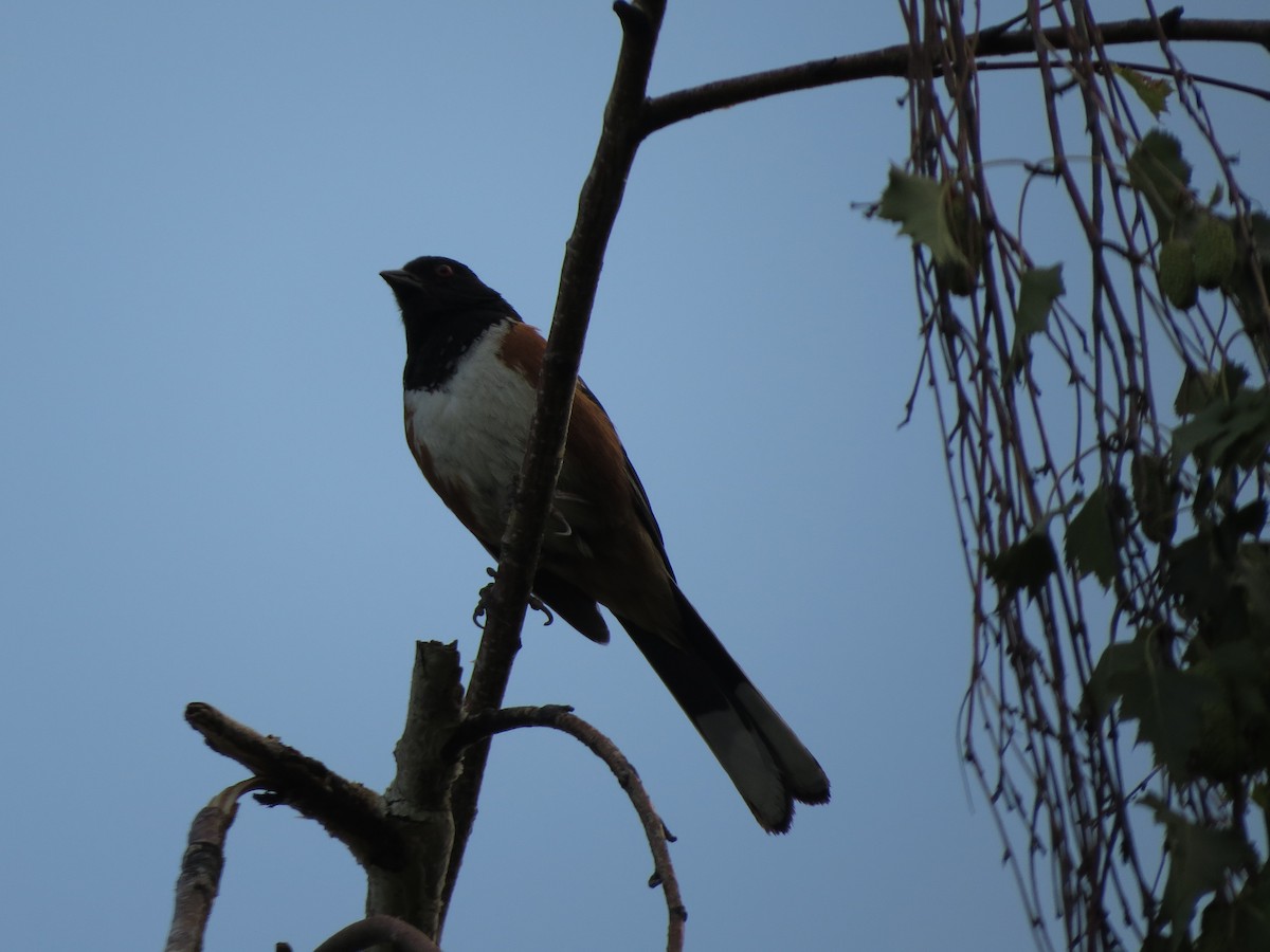Spotted Towhee - ML620933991