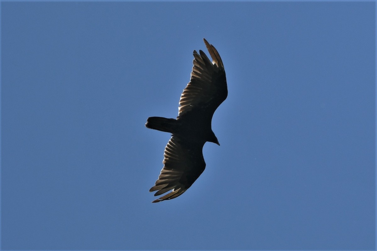 Turkey Vulture - ML620933997