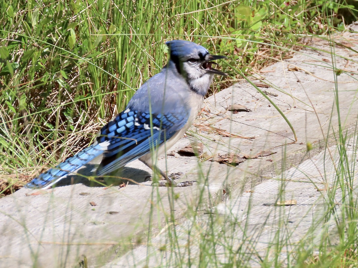 Blue Jay - ML620934005