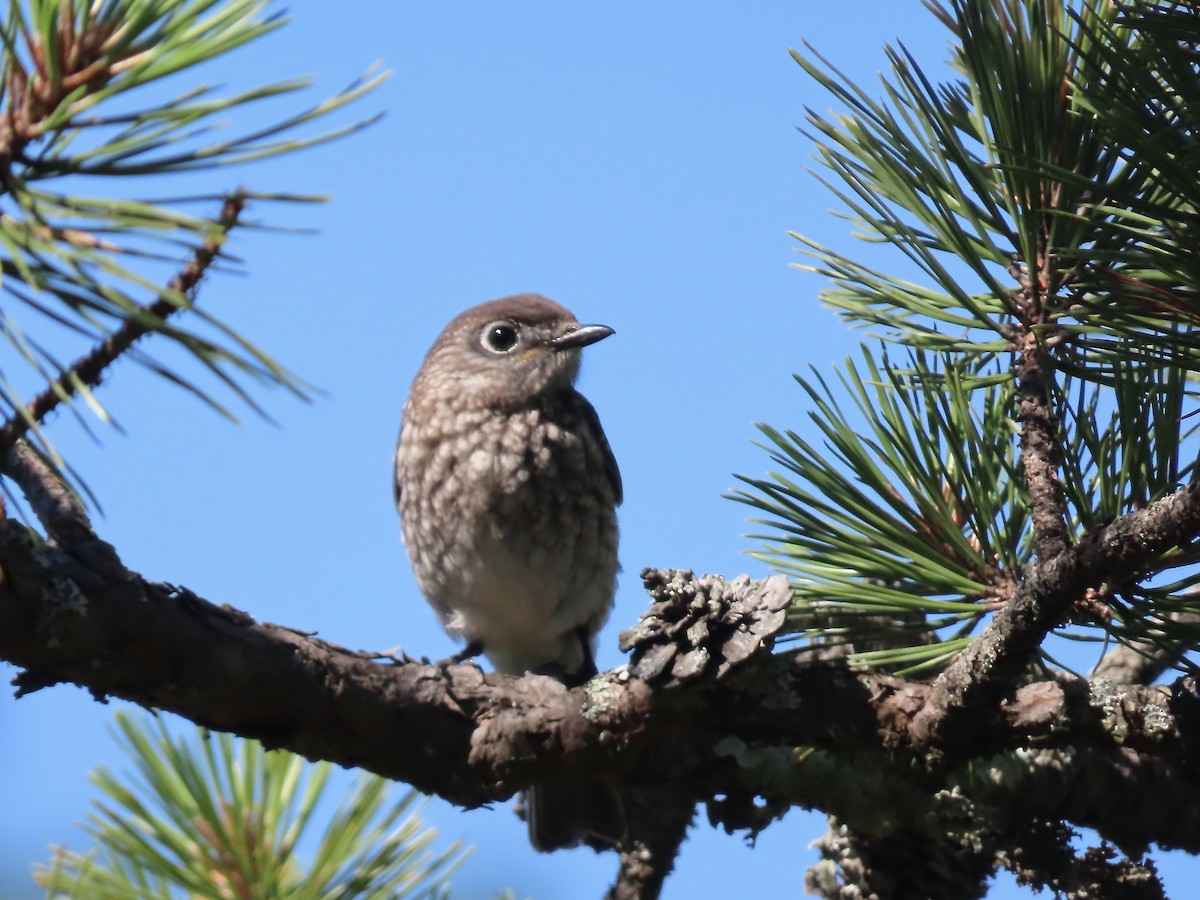 Eastern Bluebird - ML620934011