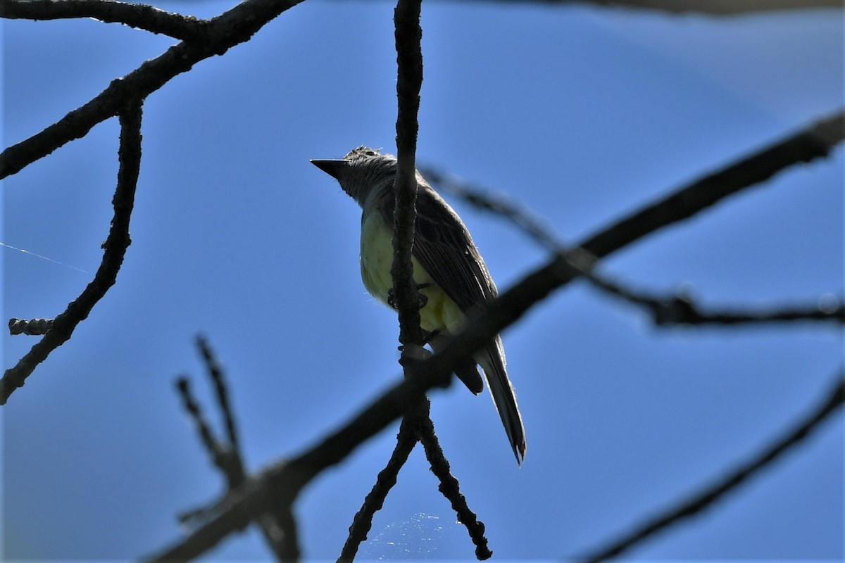 Great Crested Flycatcher - ML620934021