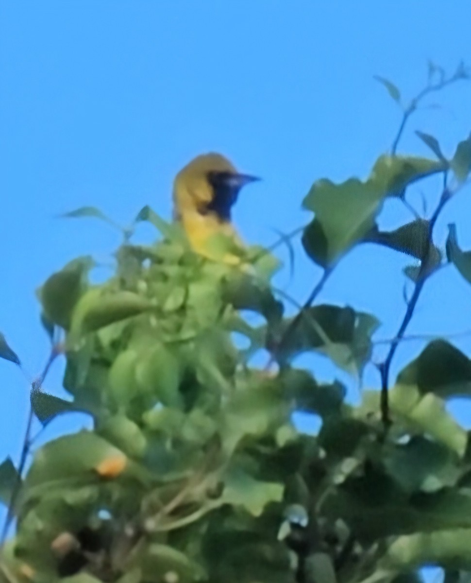 Orchard Oriole - ML620934044