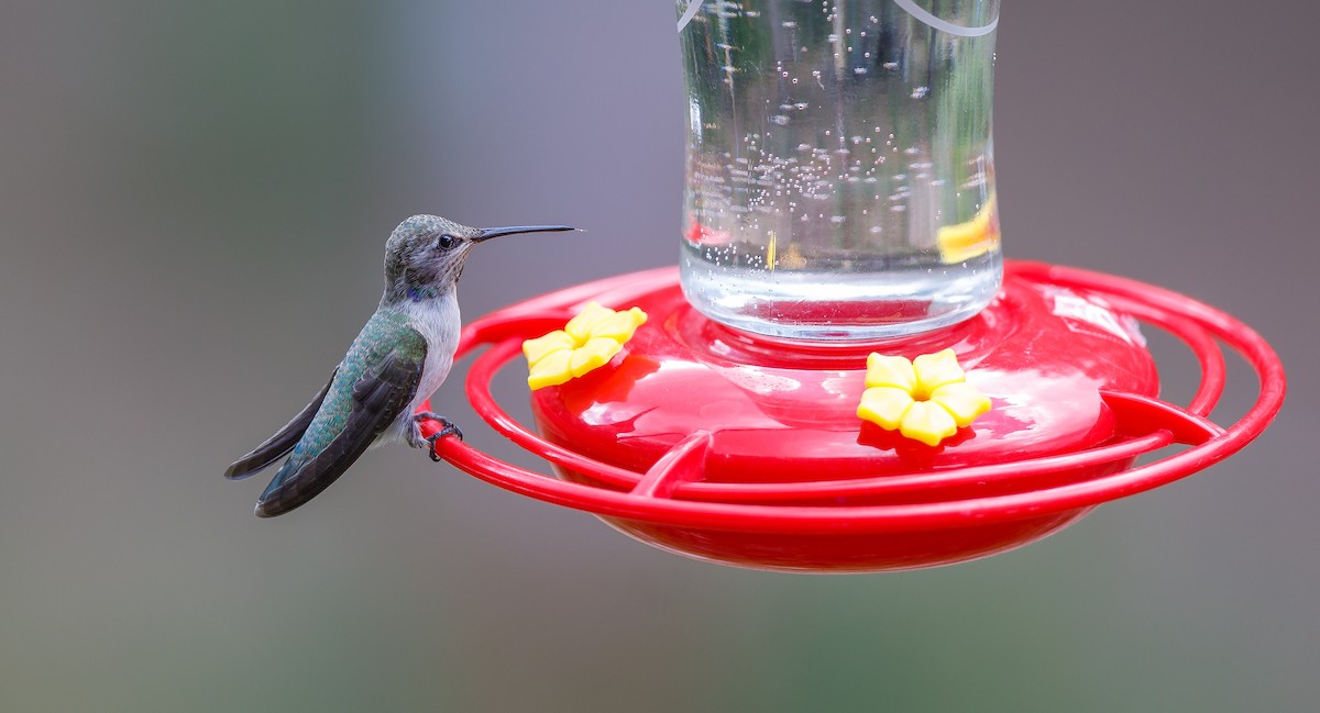 Black-chinned Hummingbird - ML620934107