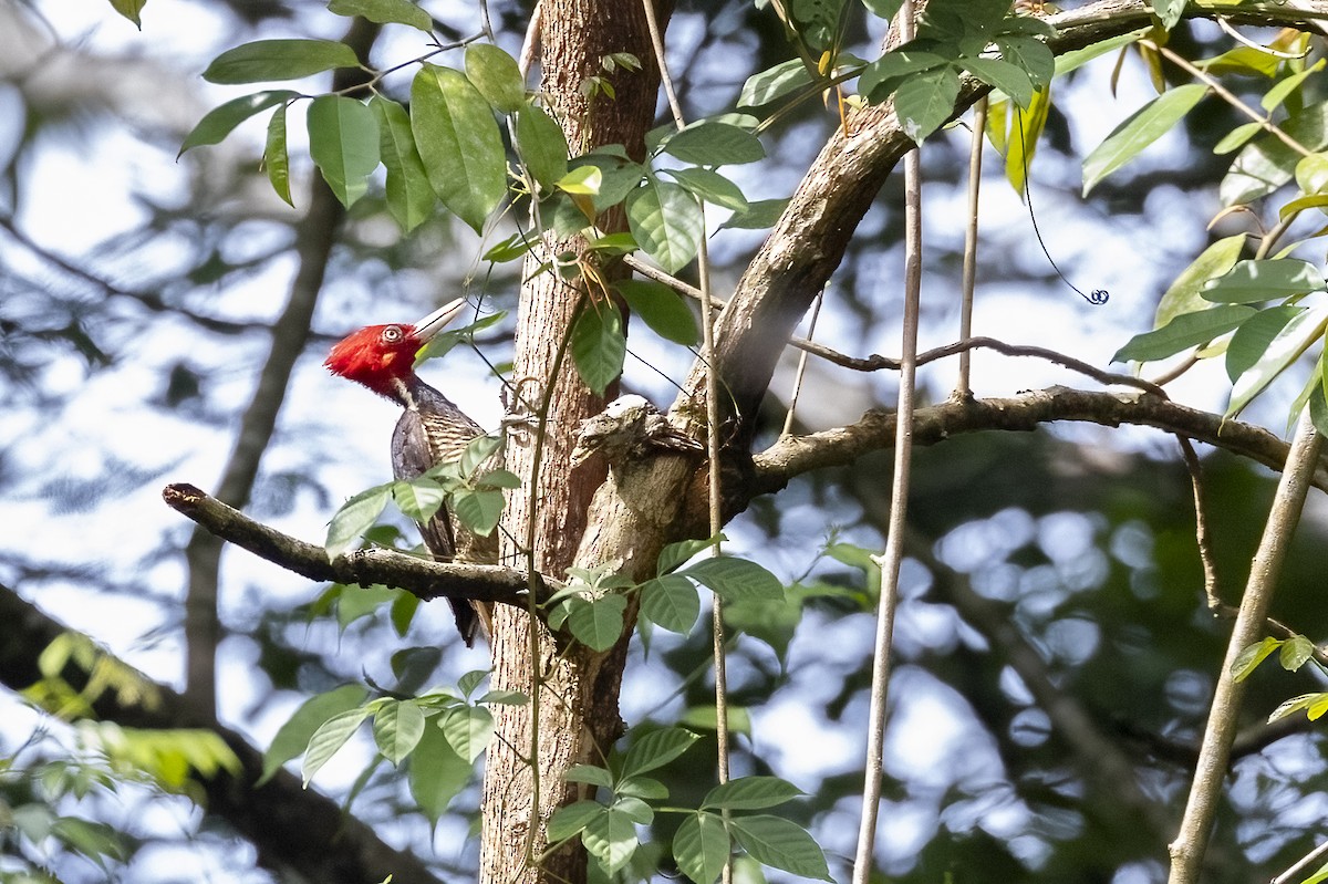 Pale-billed Woodpecker - ML620934109