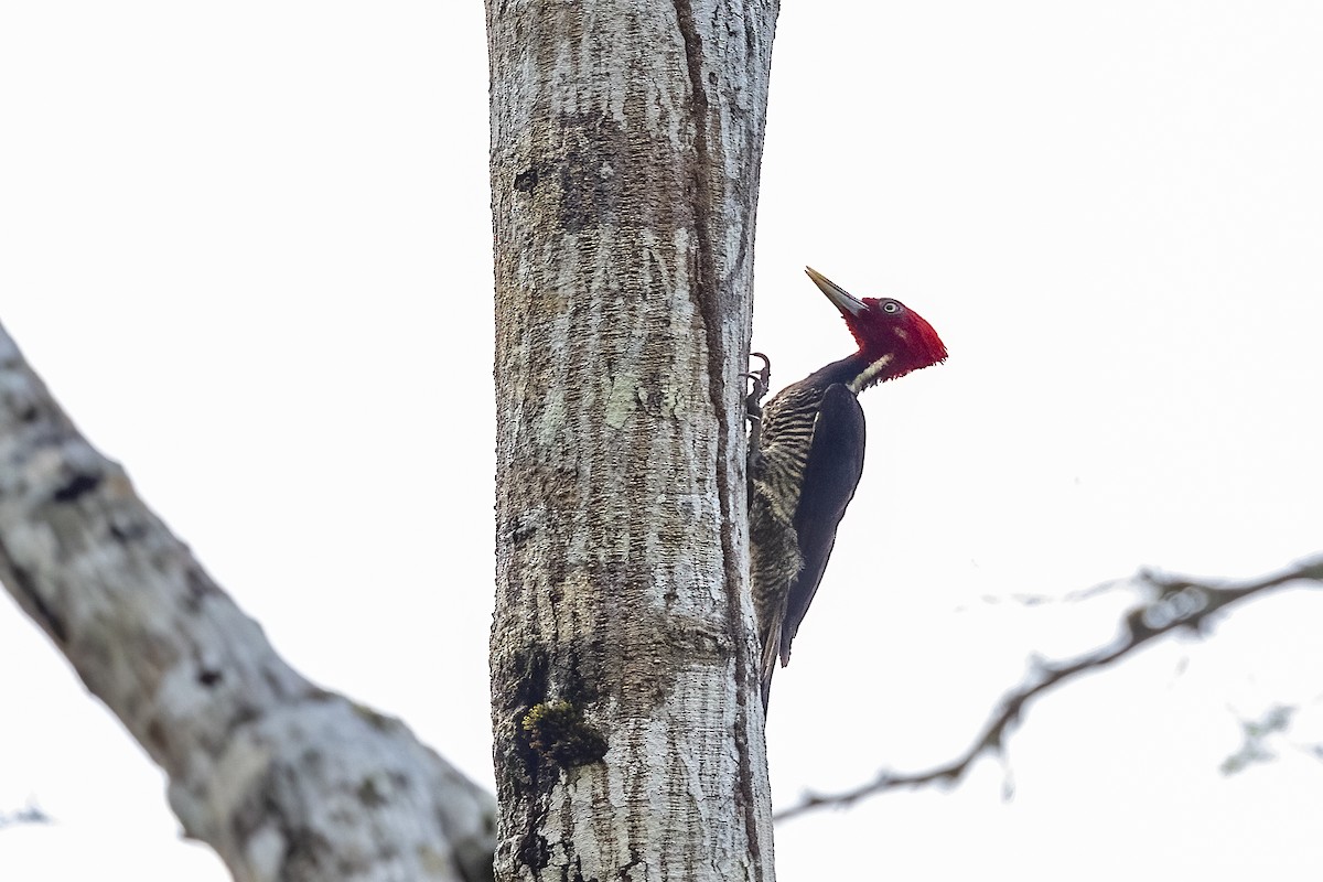 Pale-billed Woodpecker - ML620934110
