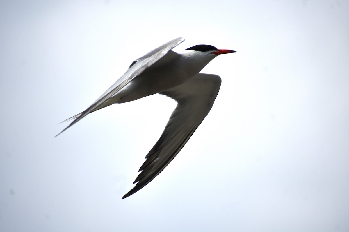 Common Tern - ML620934141