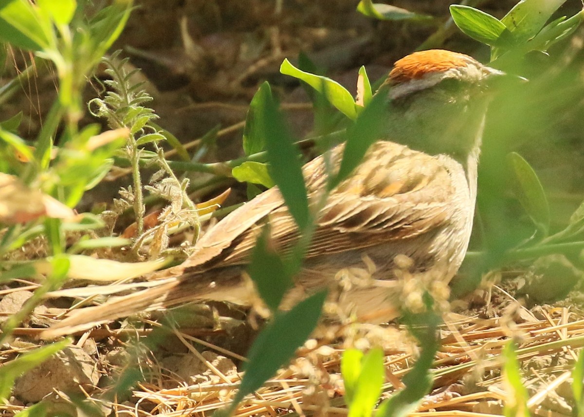 Chipping Sparrow - ML620934150