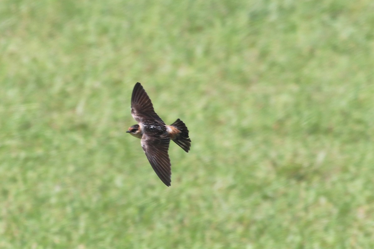 Cave Swallow - ML620934162