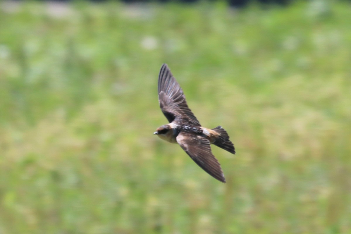 Cave Swallow - ML620934163