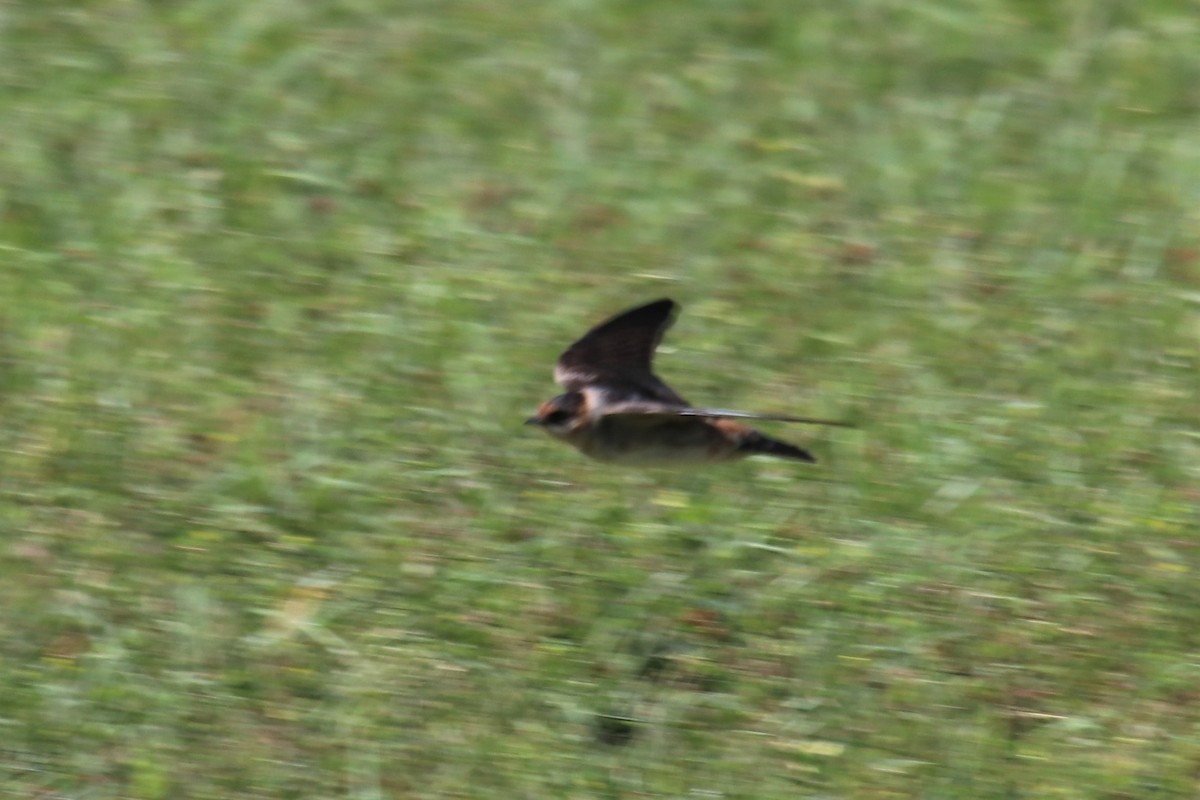 Cave Swallow - ML620934164