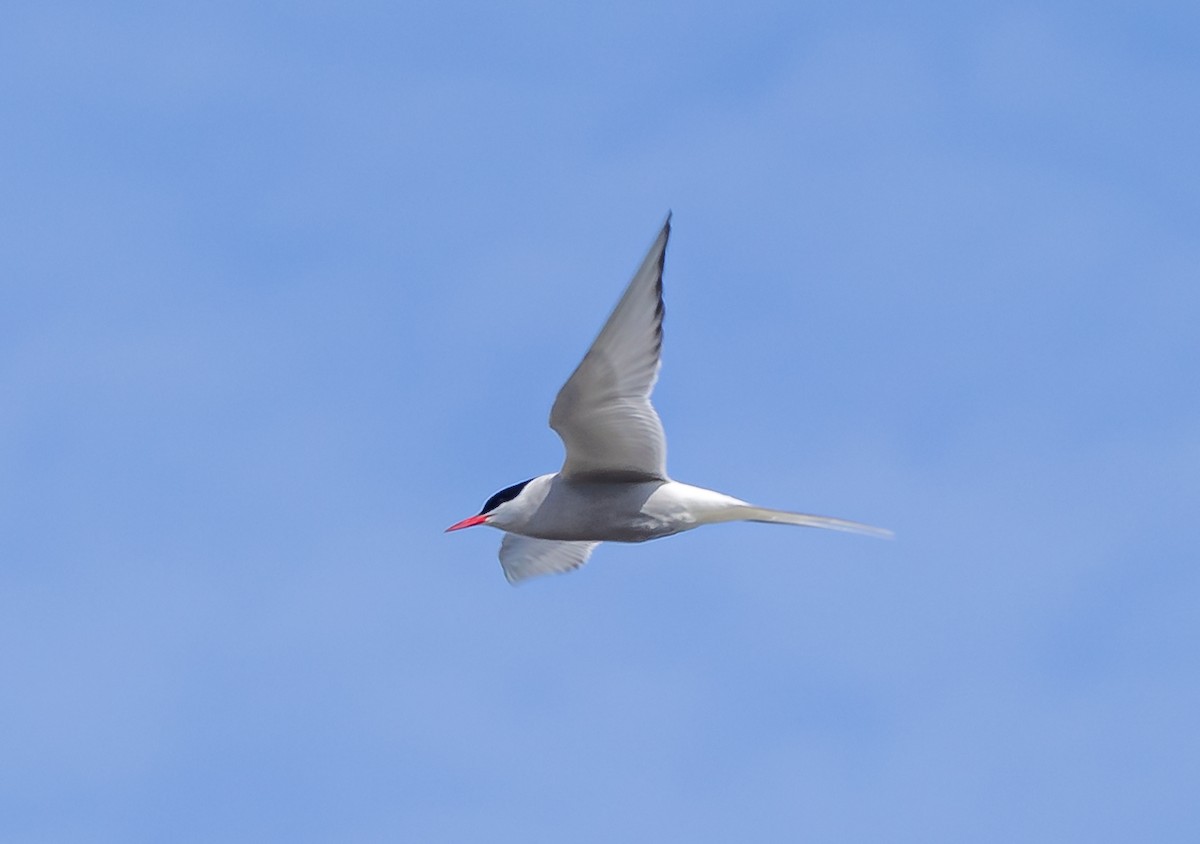 Arctic Tern - ML620934261