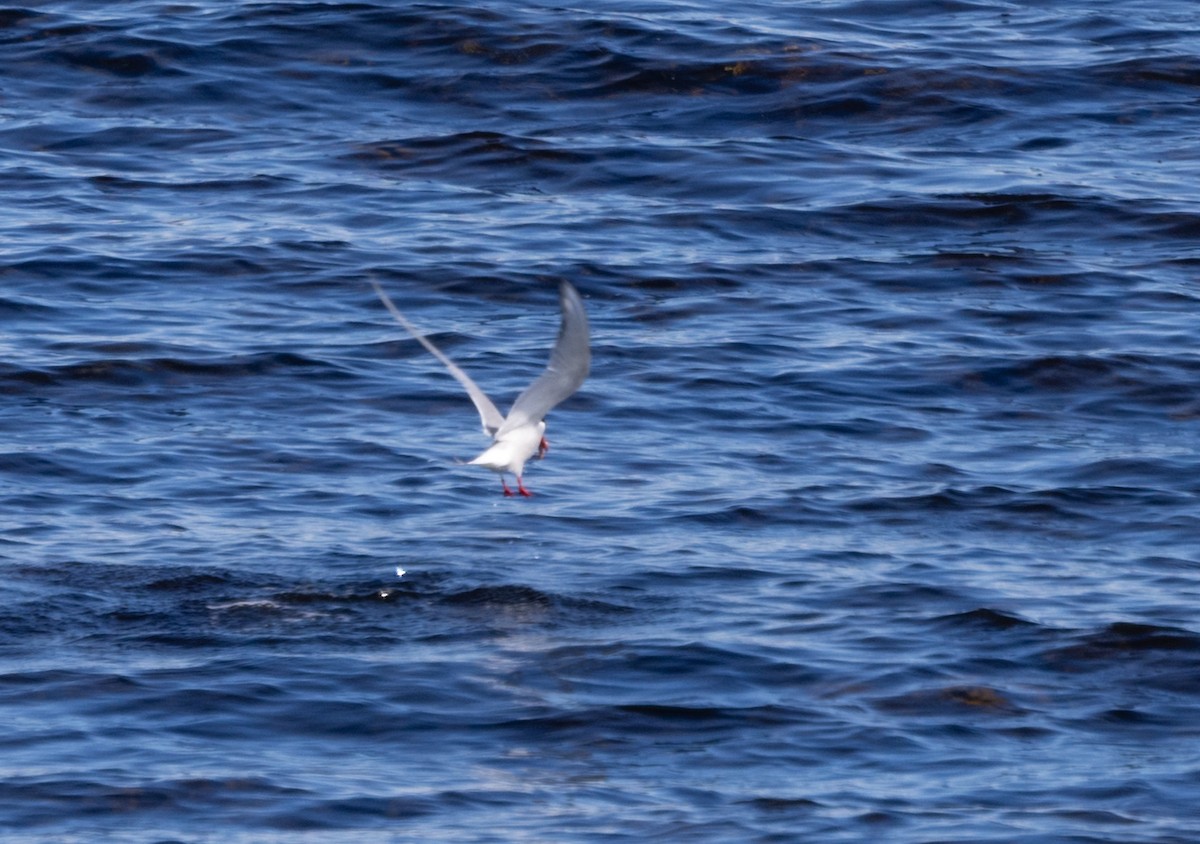 Arctic Tern - ML620934277