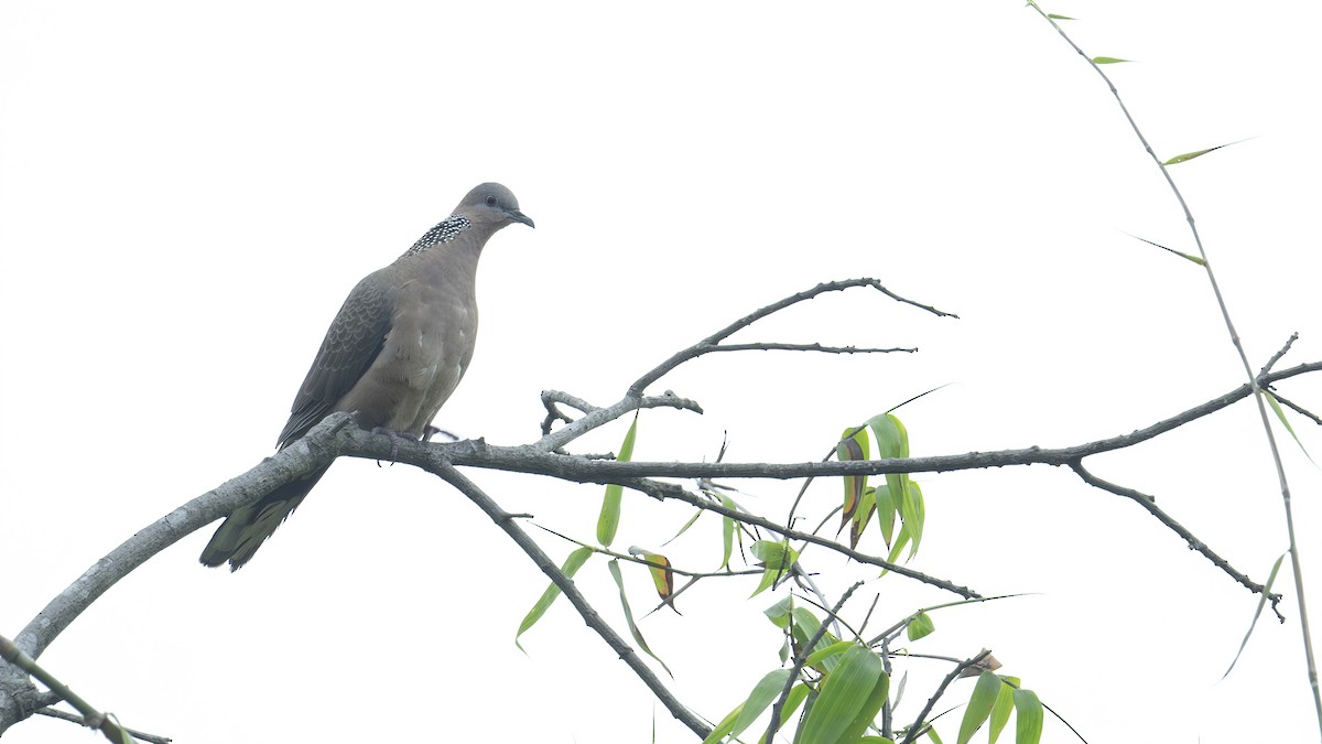 Spotted Dove - ML620934290