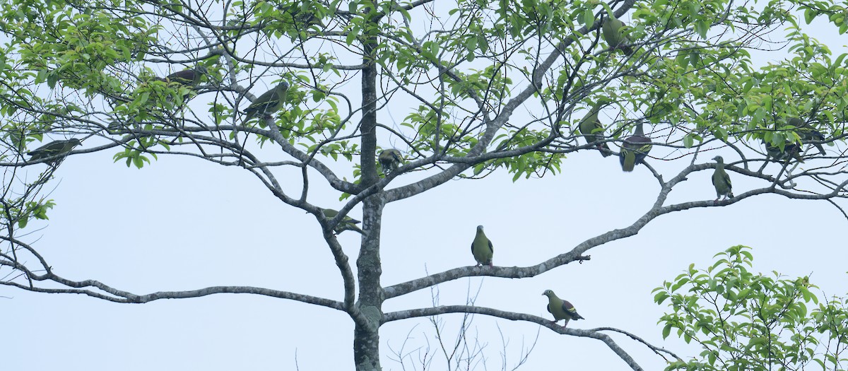 Thick-billed Green-Pigeon - ML620934294