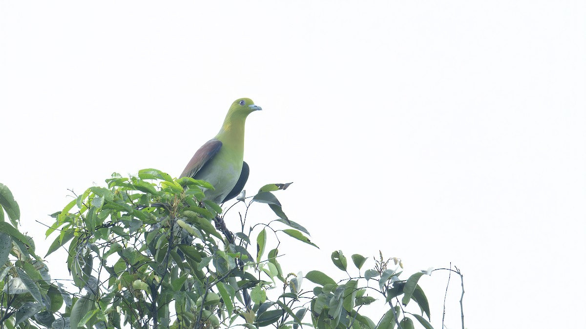 White-bellied Green-Pigeon - ML620934300