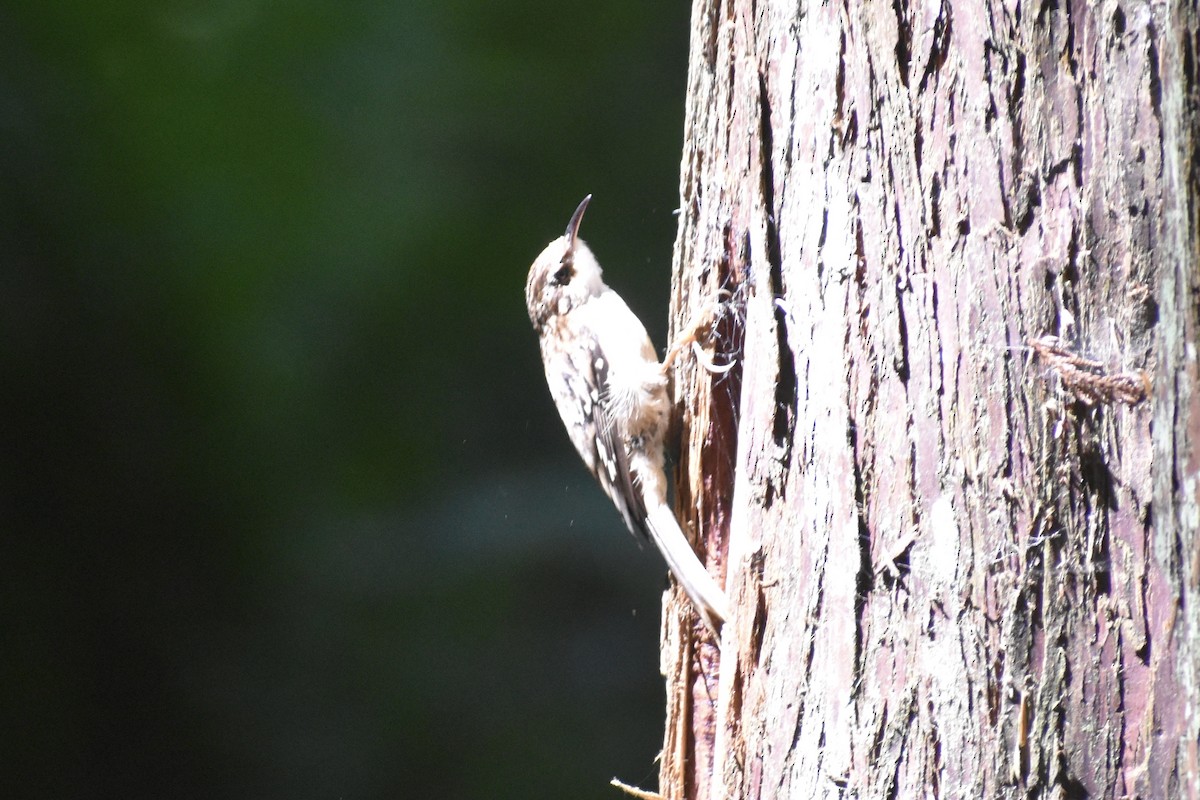 Brown Creeper - ML620934318