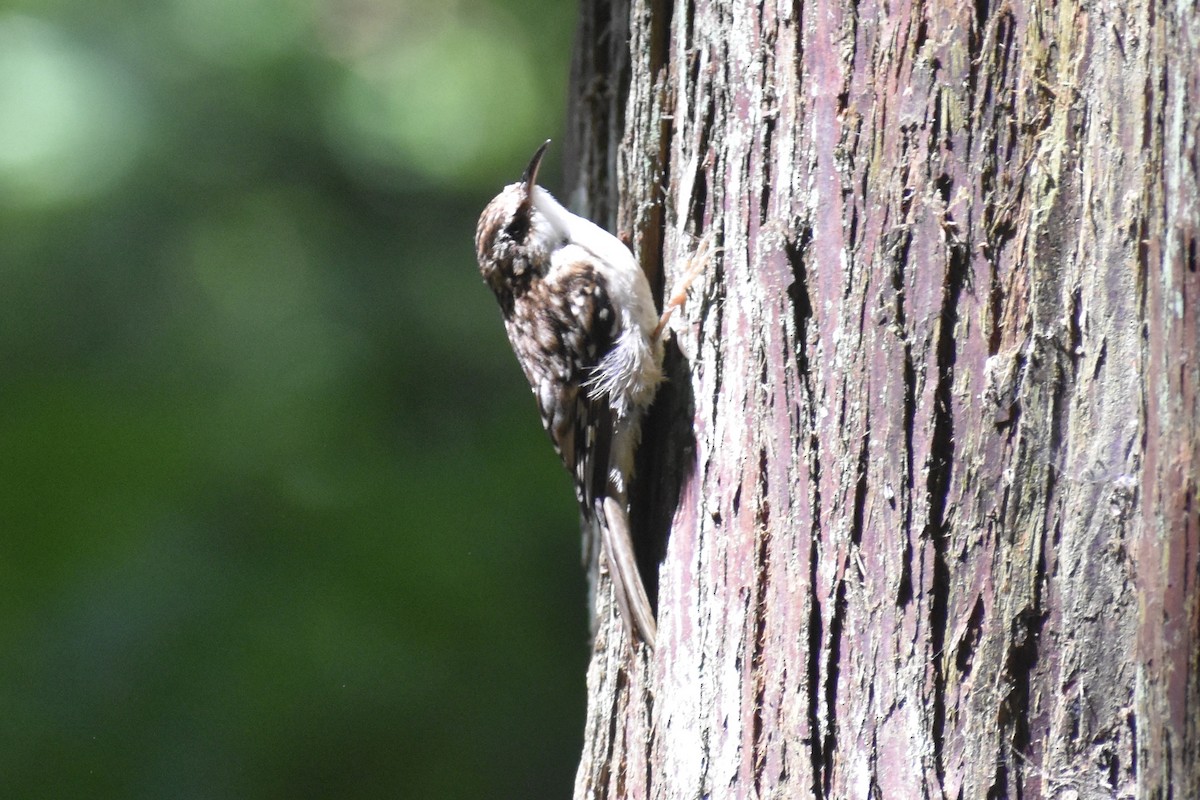 Brown Creeper - ML620934319