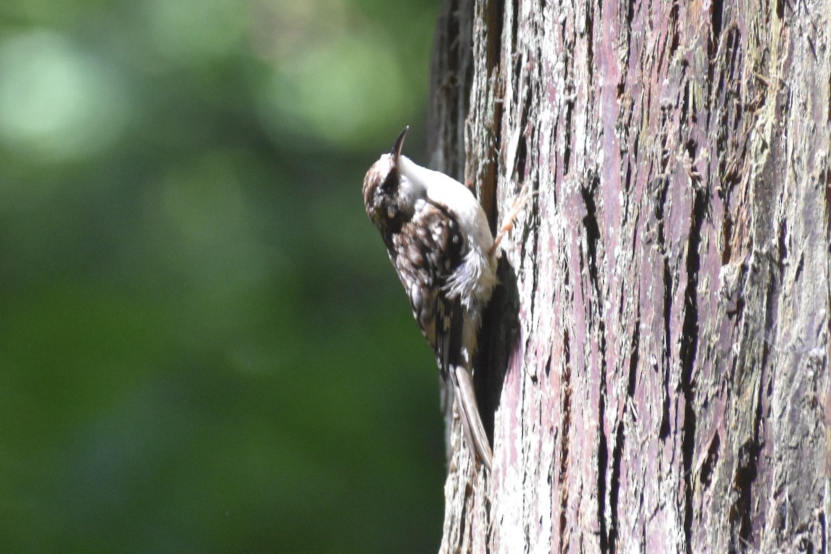 Brown Creeper - ML620934320