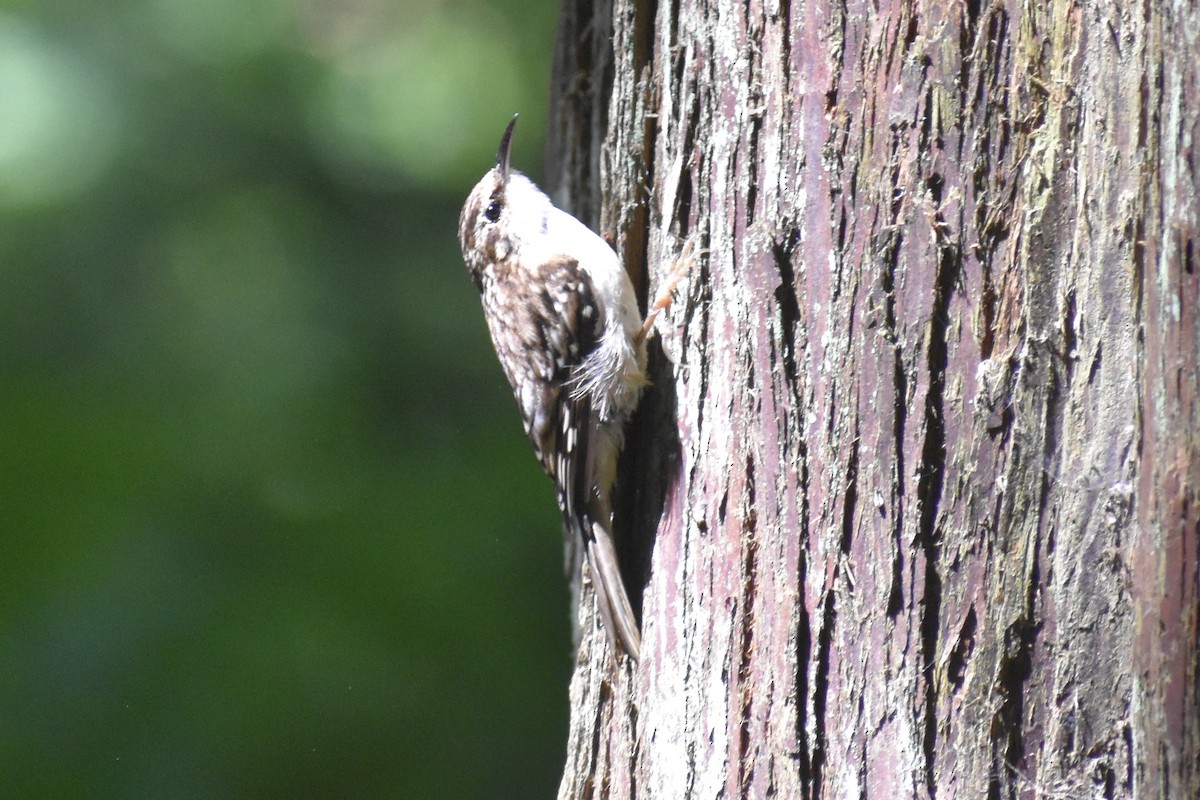 Brown Creeper - ML620934321