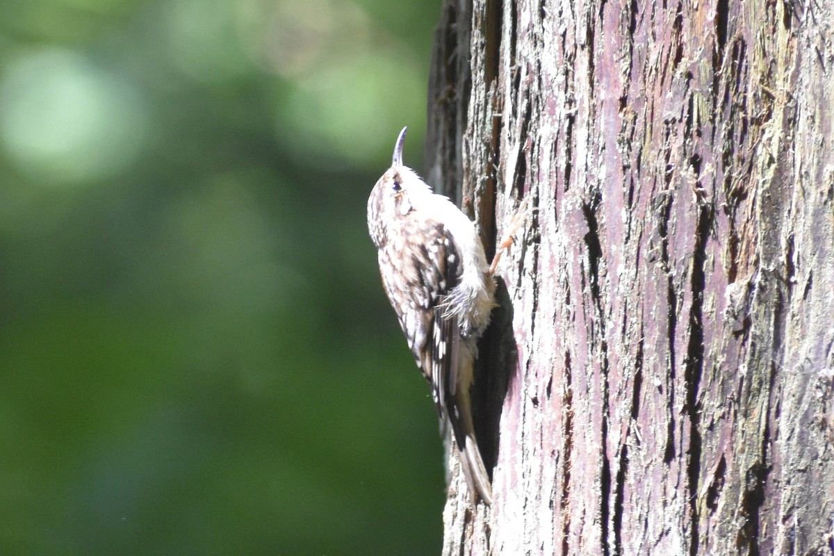 Brown Creeper - ML620934322