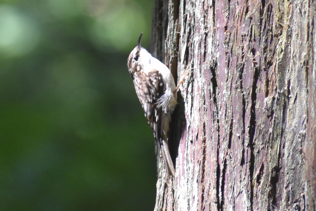 Brown Creeper - ML620934323