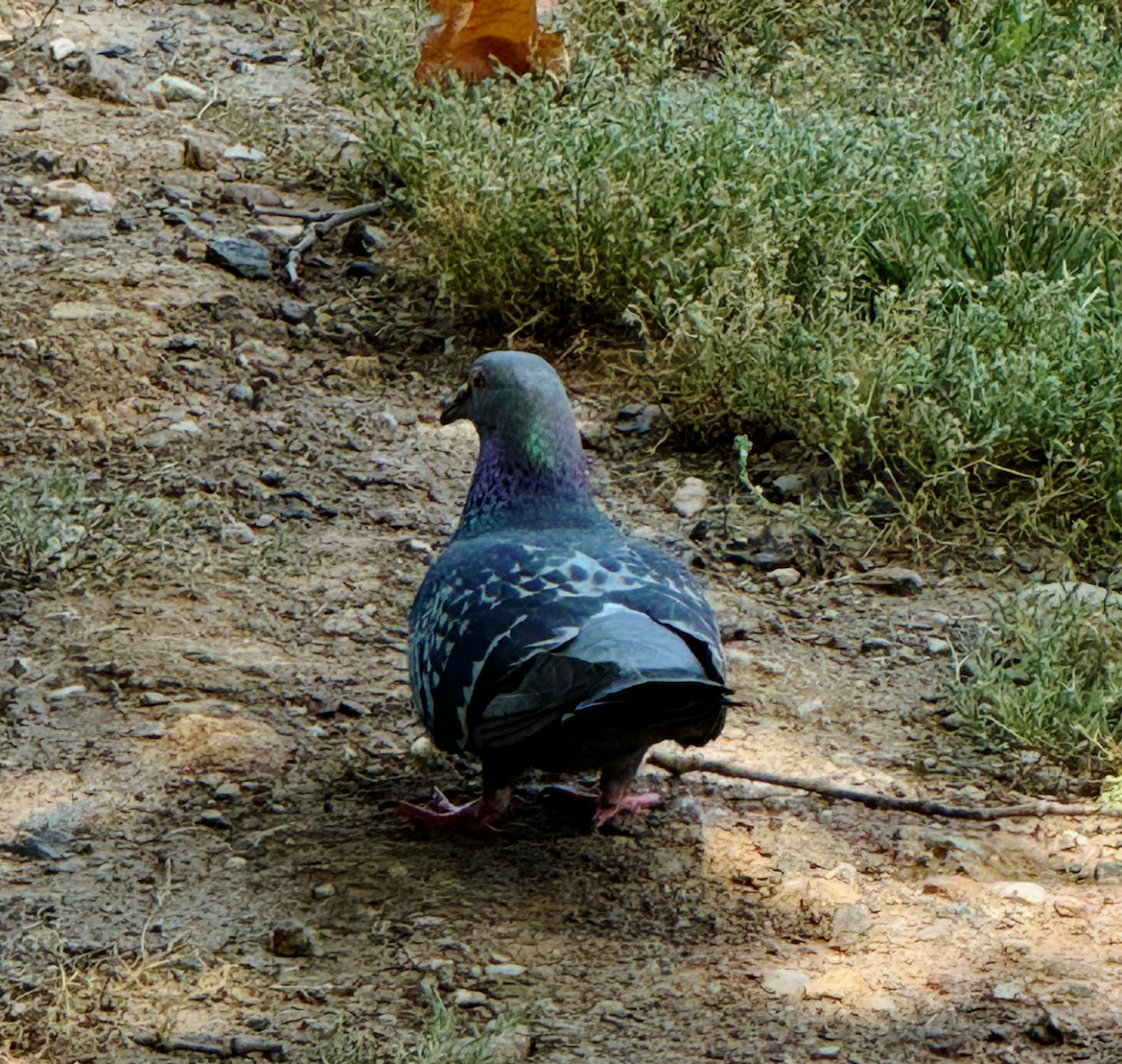 Rock Pigeon (Feral Pigeon) - ML620934406