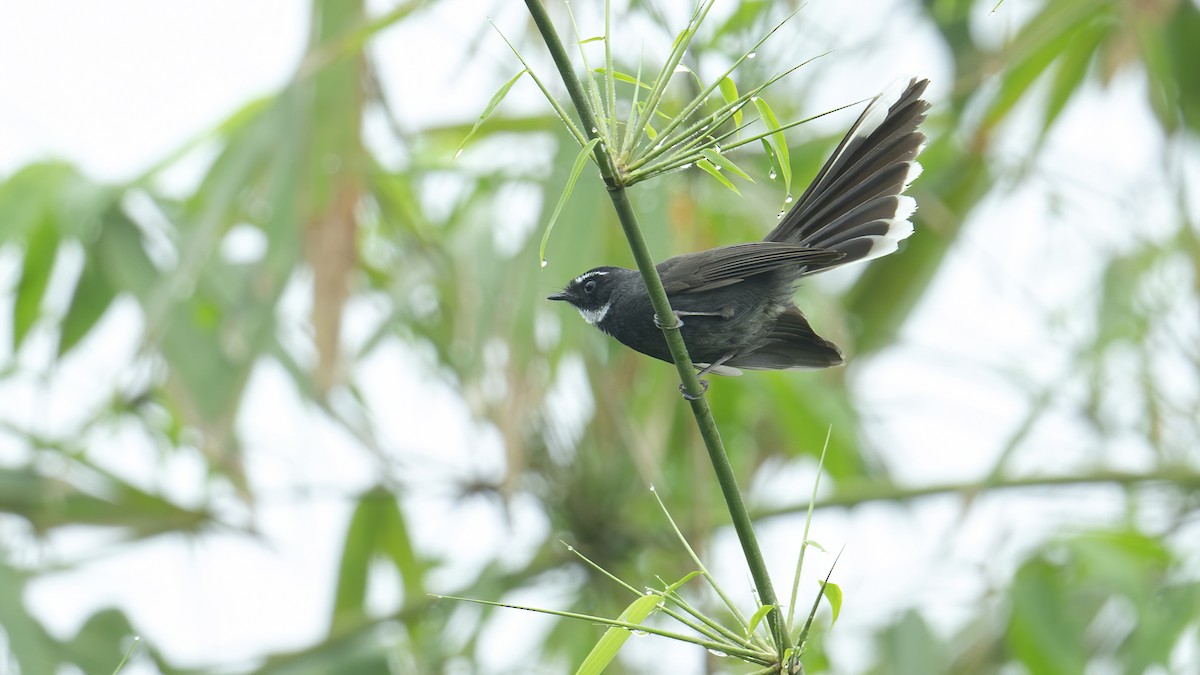 White-throated Fantail - ML620934422