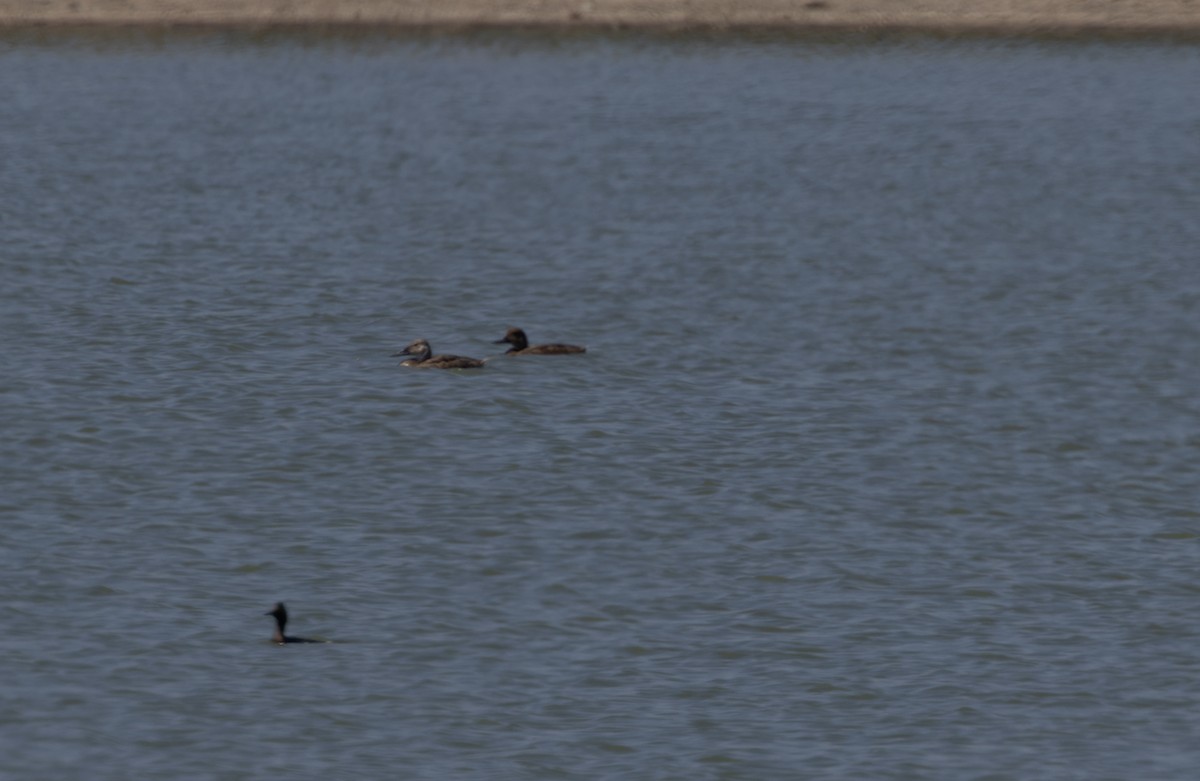 Canvasback - ML620934447