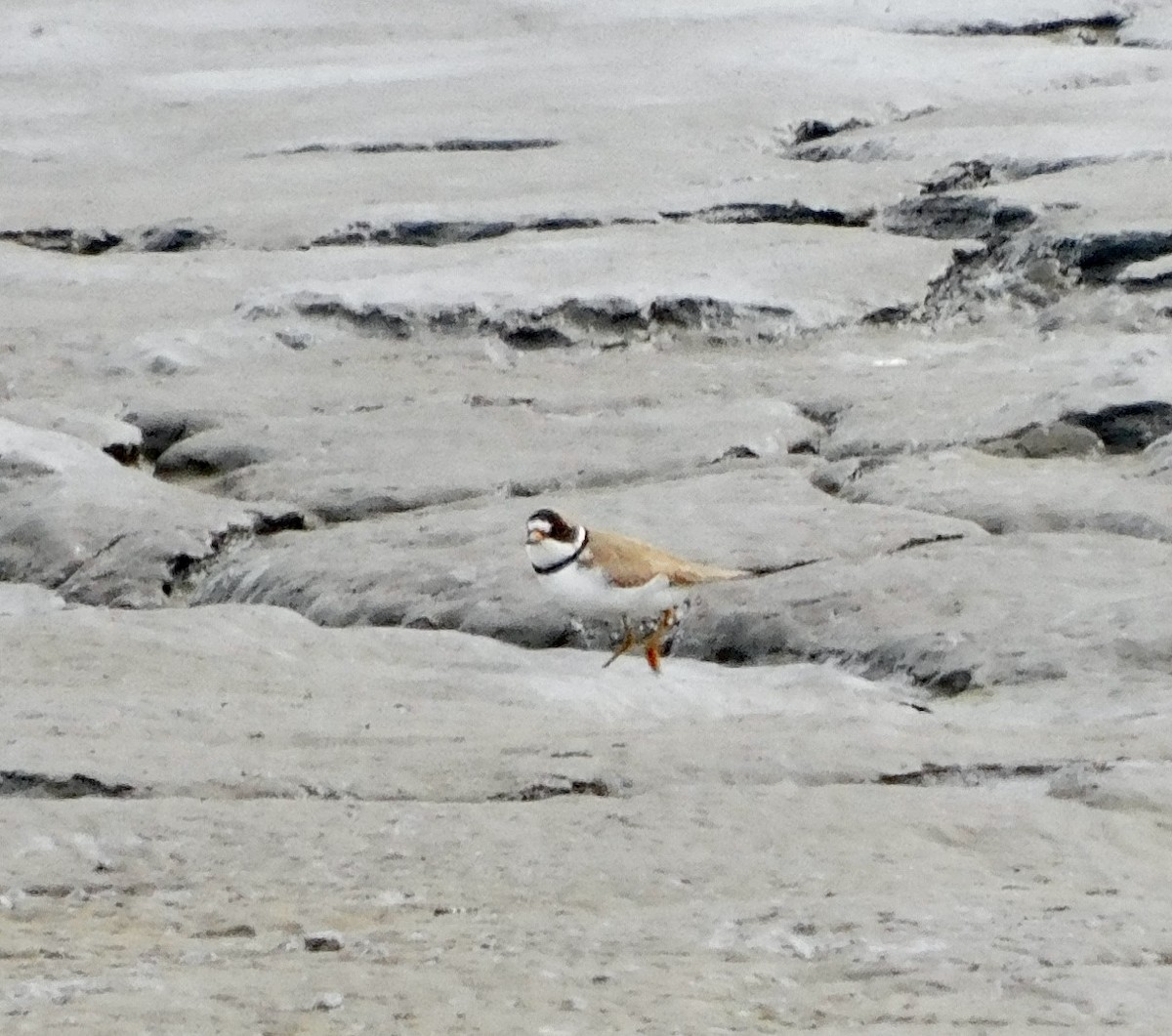 Semipalmated Plover - ML620934513
