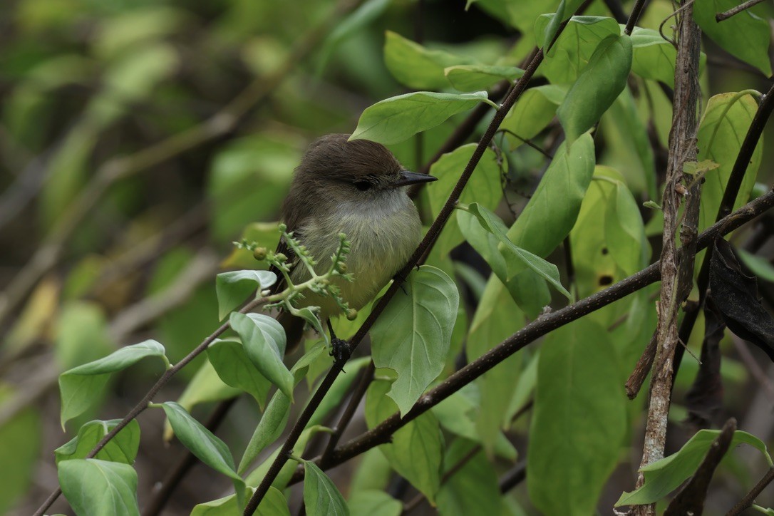 Galapagos Flycatcher - ML620934592