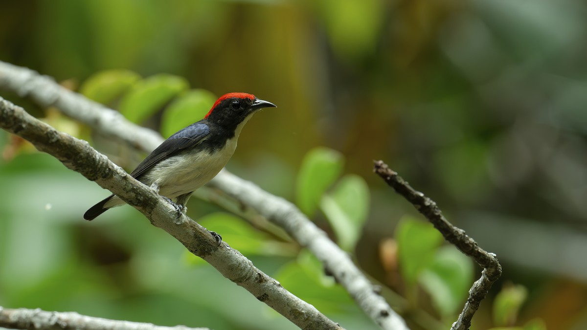 Scarlet-backed Flowerpecker - ML620934594