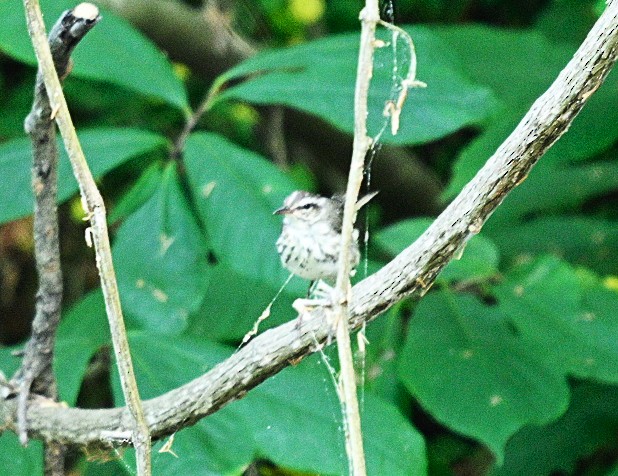 Louisiana Waterthrush - ML620934606