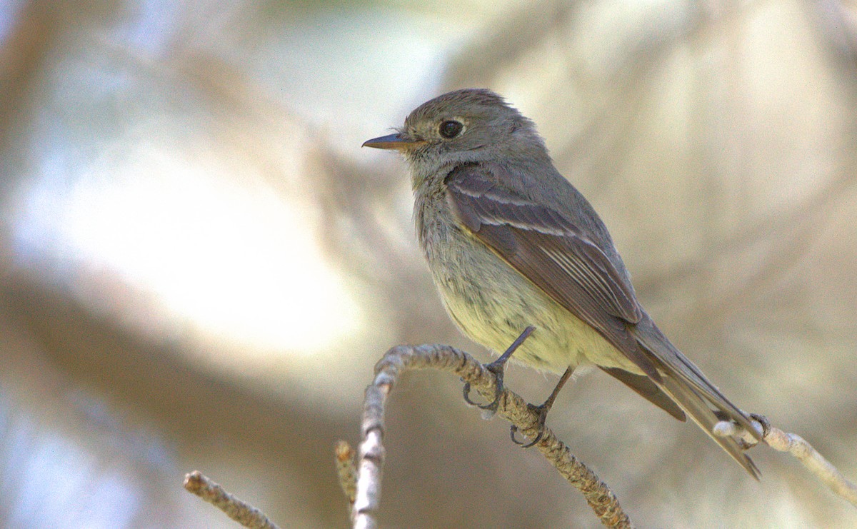 Hammond's Flycatcher - ML620934629