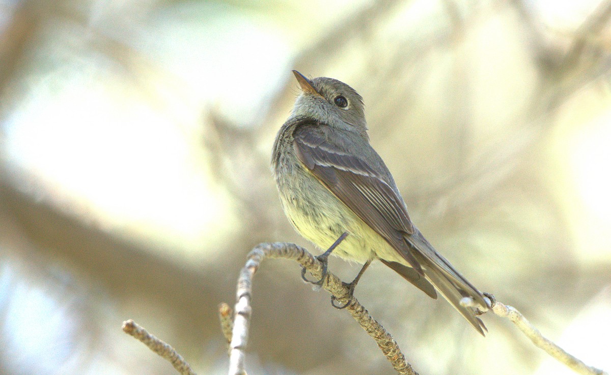 Hammond's Flycatcher - Curtis Marantz