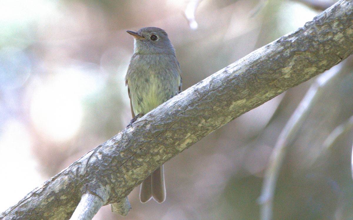 Hammond's Flycatcher - ML620934644