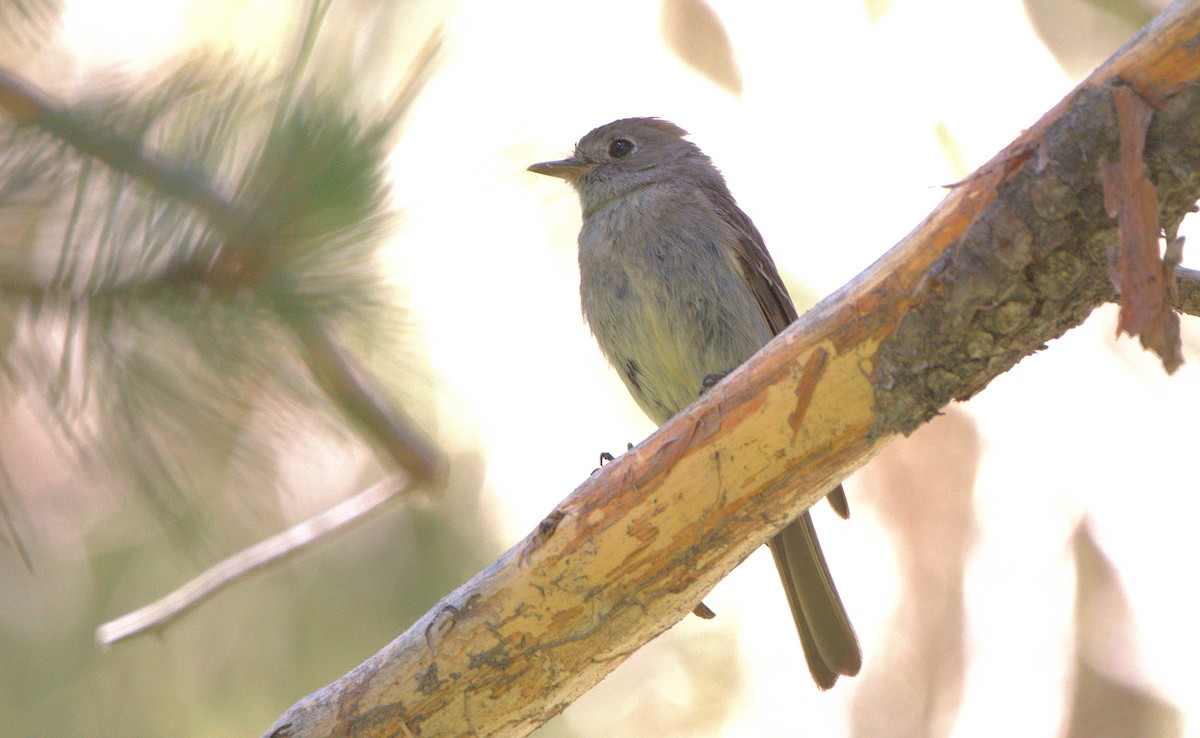 Hammond's Flycatcher - ML620934648