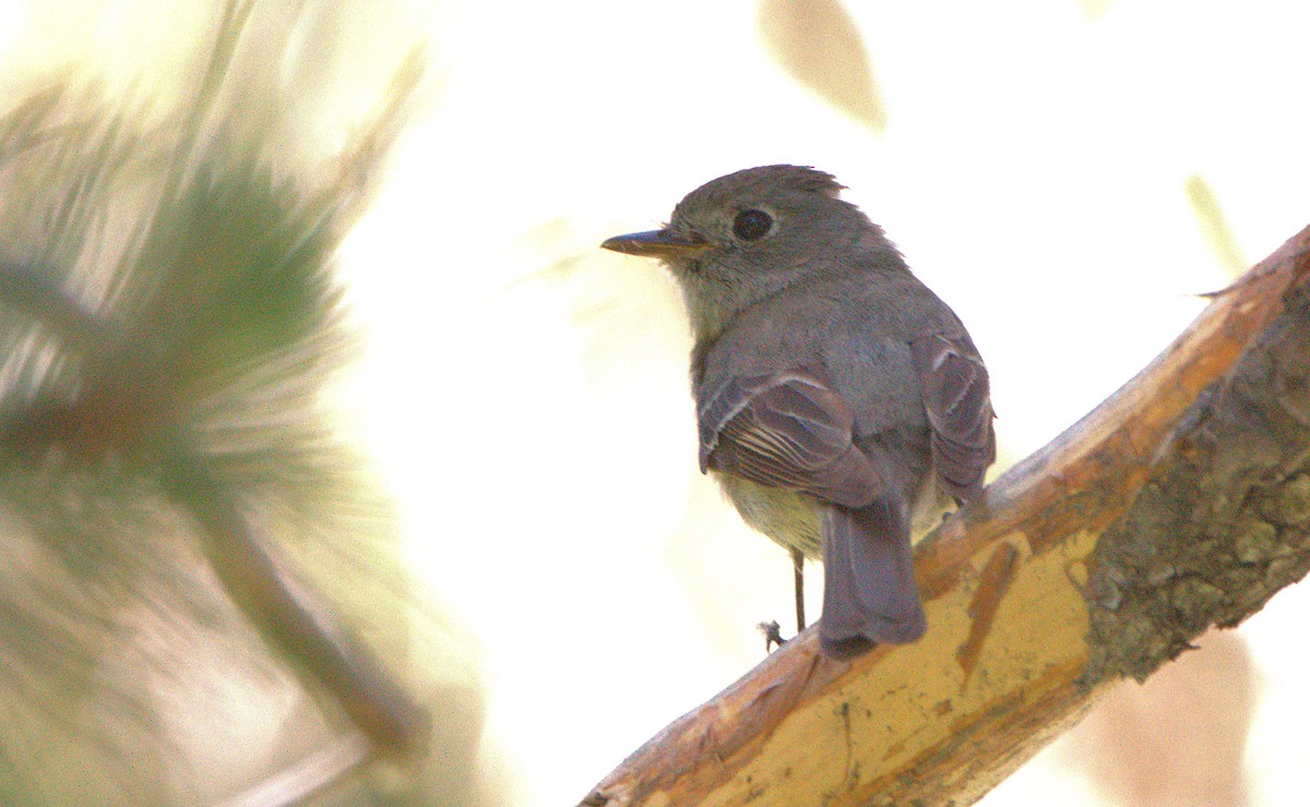 Hammond's Flycatcher - ML620934662