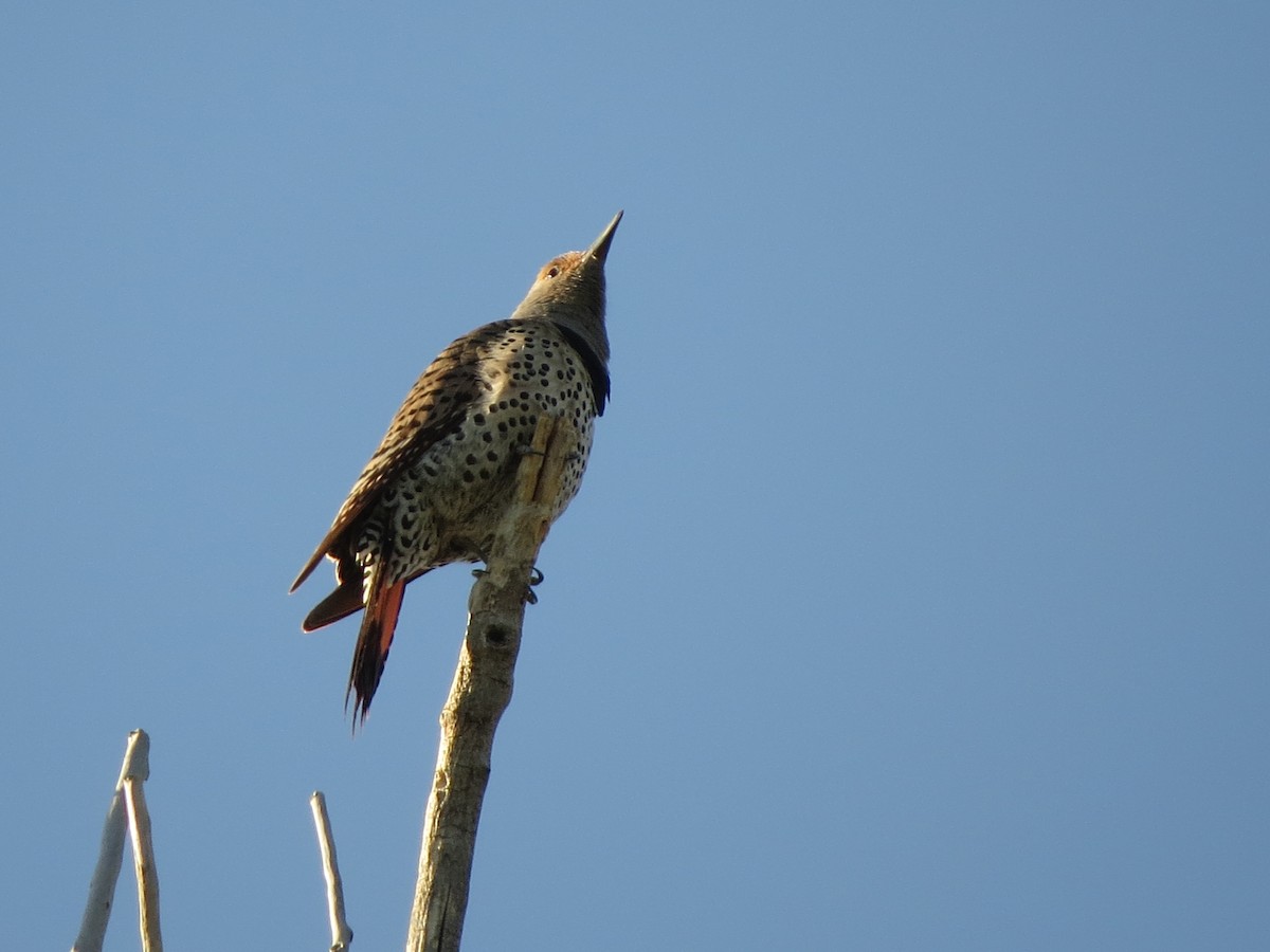 Northern Flicker (Red-shafted) - ML620934666