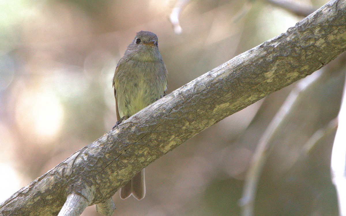 Hammond's Flycatcher - ML620934668