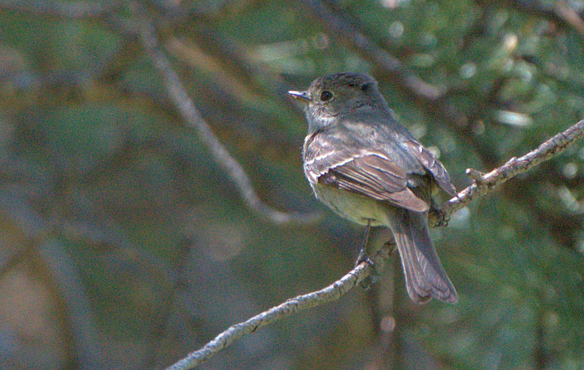 Hammond's Flycatcher - ML620934671