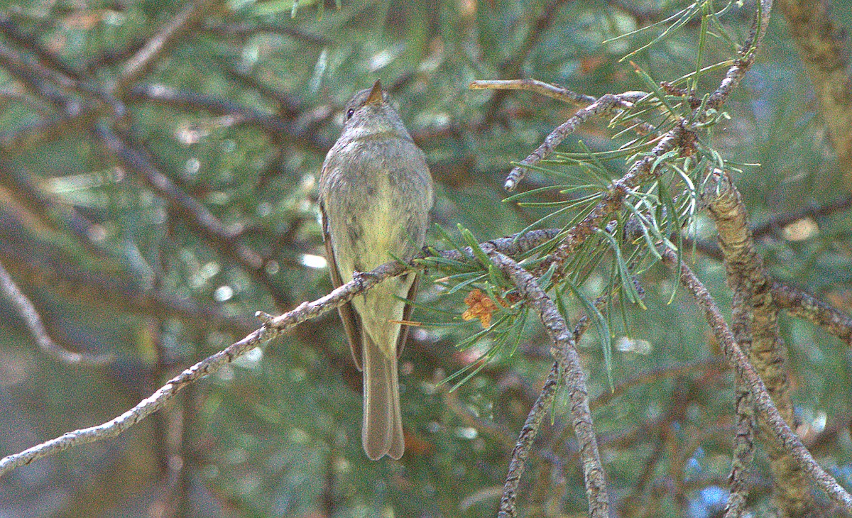 Hammond's Flycatcher - ML620934676