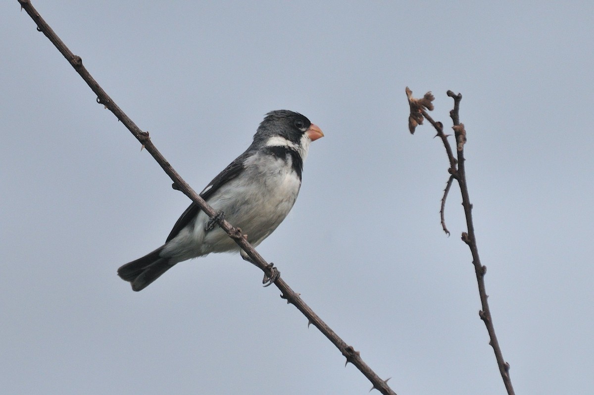 White-throated Seedeater - ML620934685