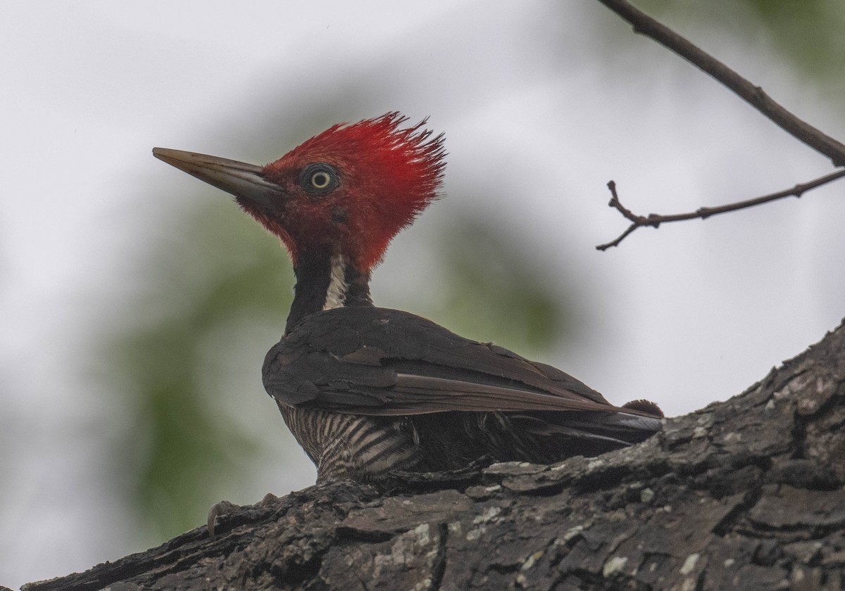 Pale-billed Woodpecker - Philip Reimers